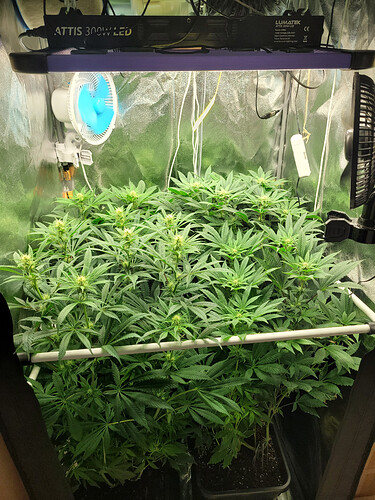Growreport Bild 1