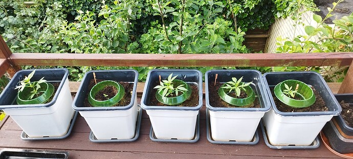 Growreport Bild 6