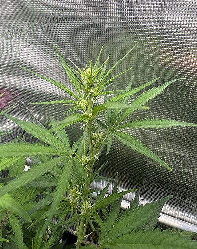 Growreport Bild 28