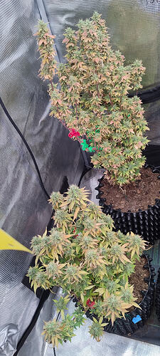 Growreport Bild 6