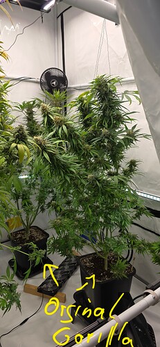Growreport Bild 1