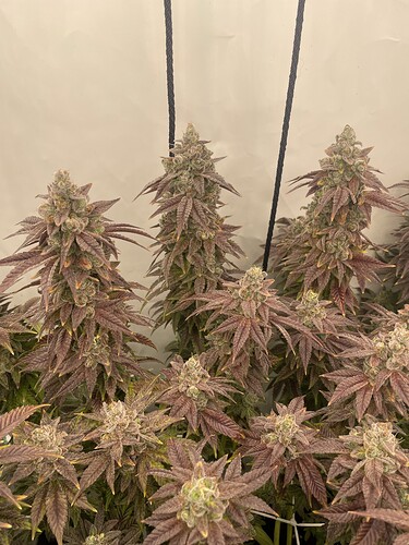Growreport Bild 2