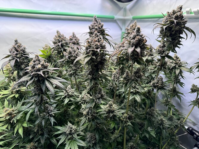 Growreport Bild 40