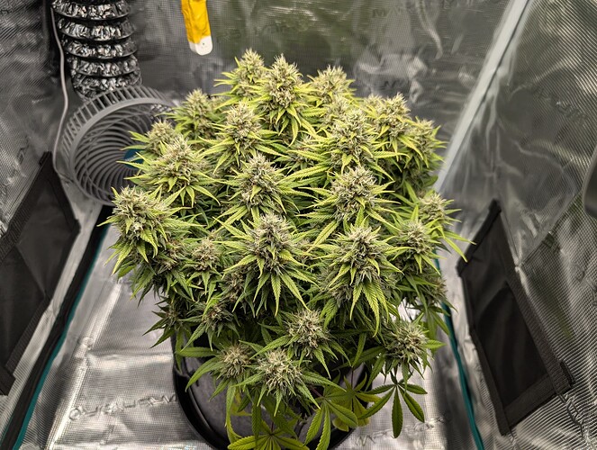 Growreport Bild 4