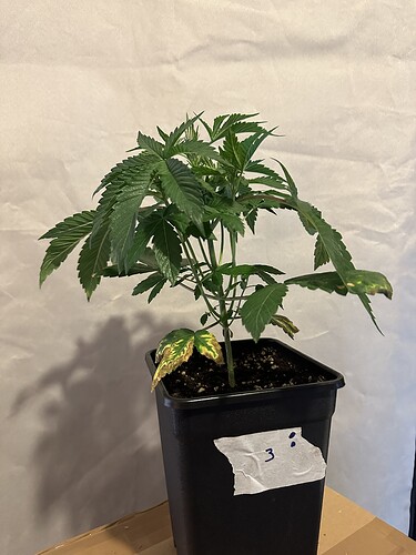 Growreport Bild 6