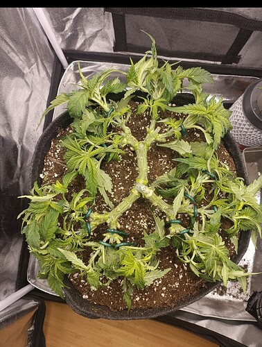 Growreport Bild 4