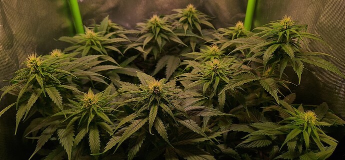 Growreport Bild 5