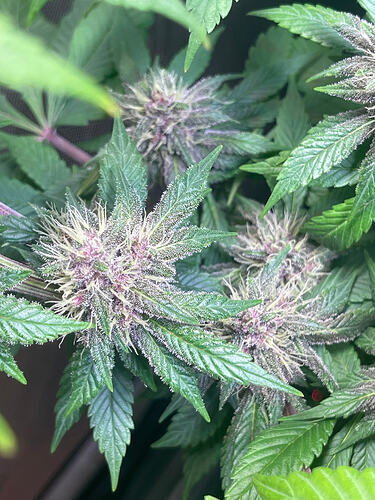 Growreport Bild 7