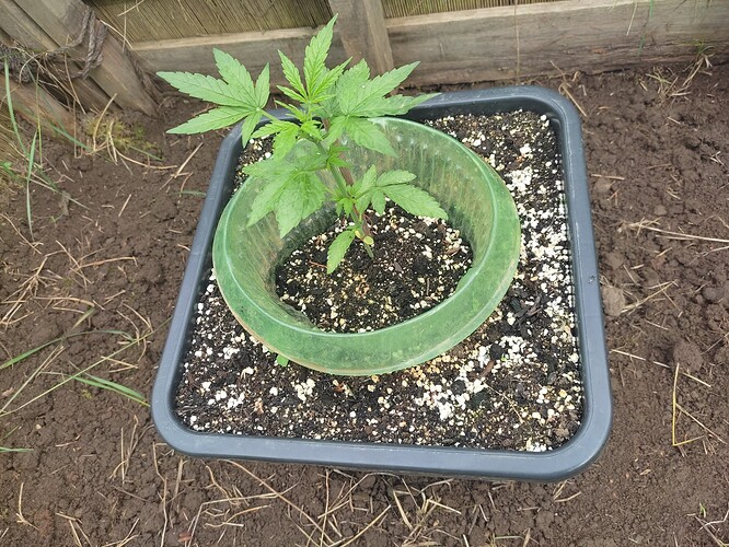 Growreport Bild 71