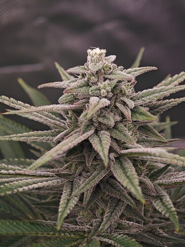 Growreport Bild 1