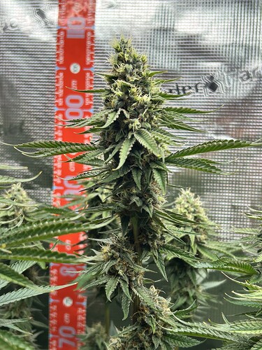 Nahaufnahme eines blühenden Cannabis-Buds in einem Growzelt mit einem roten Messstab im Hintergrund.