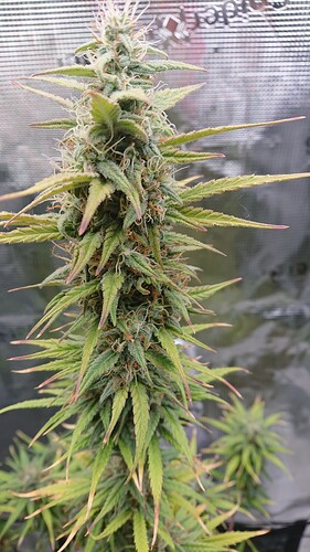 Growreport Bild 18