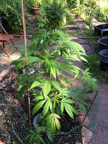 Grow26070811