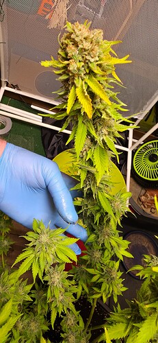 Growreport Bild 4