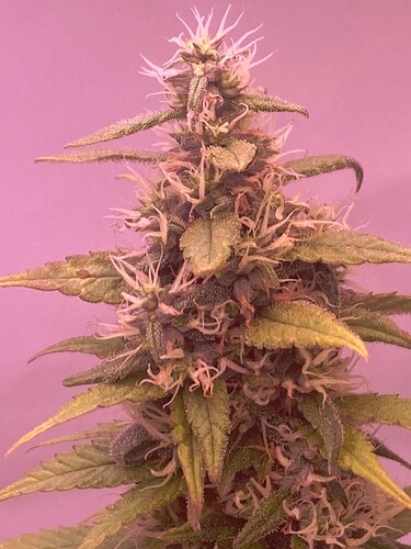 Growreport Bild 4