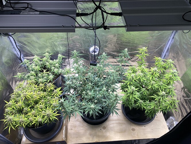 Growreport Bild 63