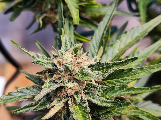 Growreport Bild 10