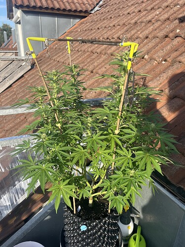 Growreport Bild 2