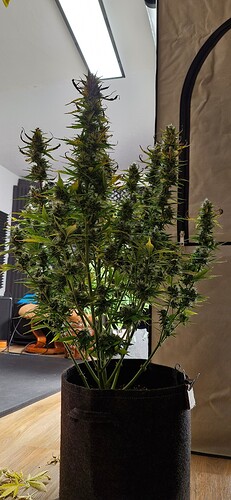 Growreport Bild 32