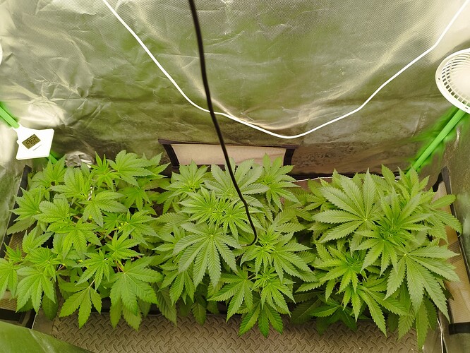 Growreport Bild 3
