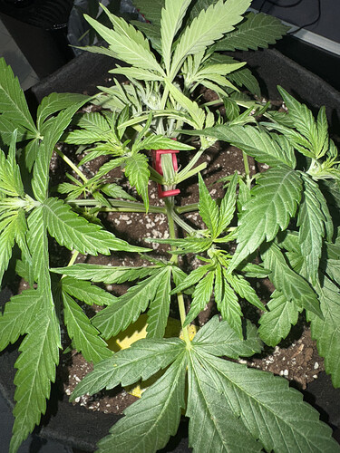 Growreport Bild 4