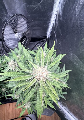 Growreport Bild 3