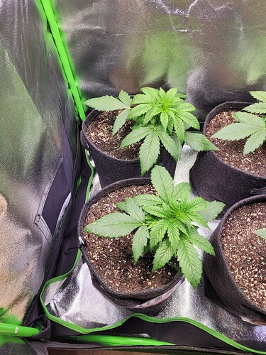 Growreport Bild 3