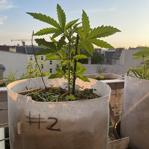 Growreport Bild 15