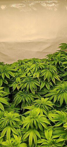 Growreport Bild 2