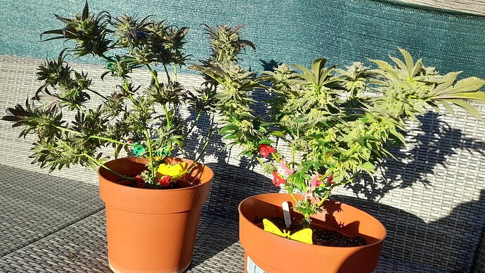 Growreport Bild 7