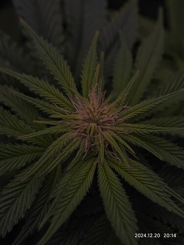 Growreport Bild 13