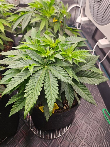 Growreport Bild 20
