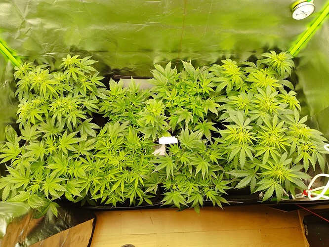 Autos Tag 35