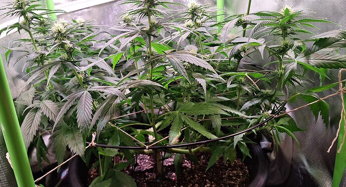 Growreport Bild 6