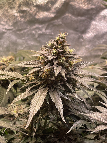 Growreport Bild 8