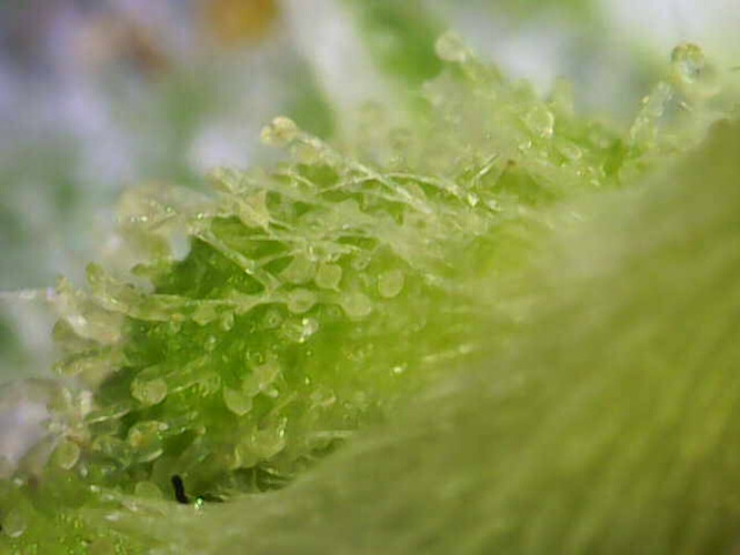 Growreport Bild 6