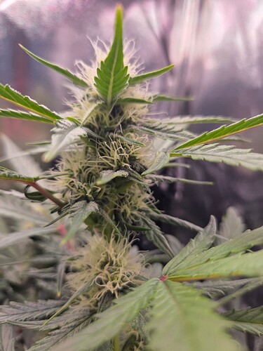 Growreport Bild 2
