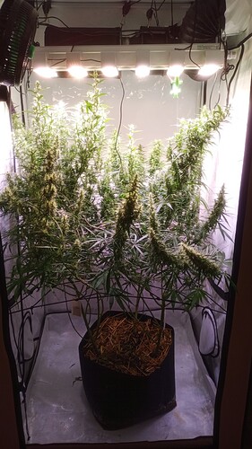 Growreport Bild 1