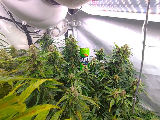 Growreport Bild 28
