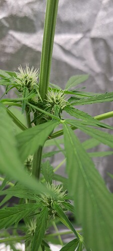 Growreport Bild 9