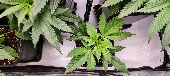 Growreport Bild 19
