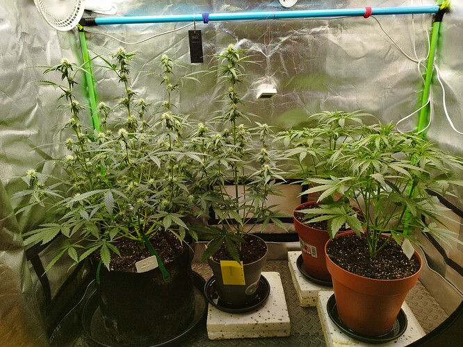 Vier Cannabispflanzen in einem Growzelt, zwei davon zeigen bereits deutliche Anzeichen der Blüte.