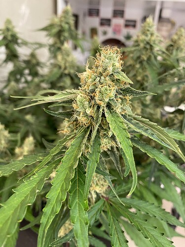 Growreport Bild 44