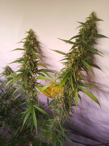 Growreport Bild 7