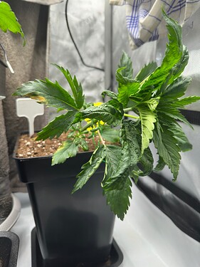 Growreport Bild 29