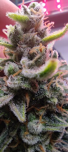 Growreport Bild 35