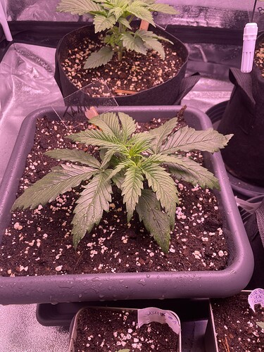 Growreport Bild 5