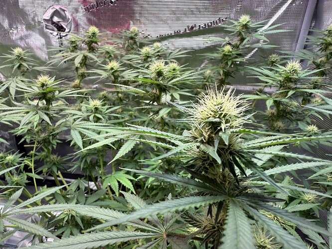 Growreport Bild 17
