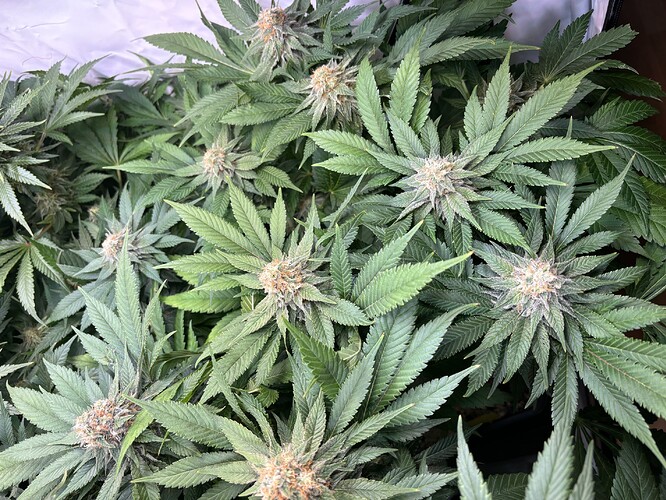Growreport Bild 17
