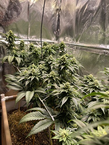 Growreport Bild 3